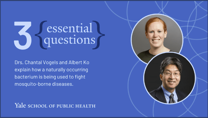 How ‘Wolbachia’ is being used to fight mosquito-borne&nbsp;diseases